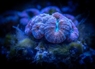 blue-sea-anemone blue-sea-anemone