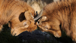competition-dispute-goats competition-dispute-goats