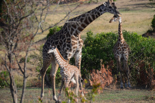 Serengeti National Park. Aug 2014