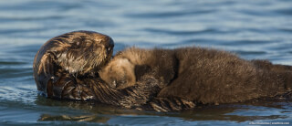 otters-go-with-the-flow