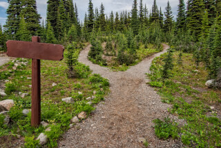 photo-of-pathway-surrounded-by-fir-trees photo-of-pathway-surrounded-by-fir-trees