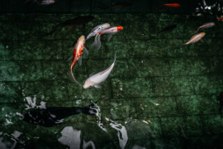 white-and-orange-koi-fish